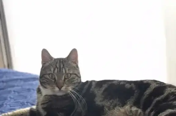 Кошки потеряшки, Ярославль, фото: Потеряшка кот Митя, ул. Курчатова 9к2, вознаграждение +79108131313