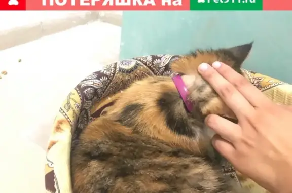 Найдена кошка на пр-те Ленина 52, Новороссийск
