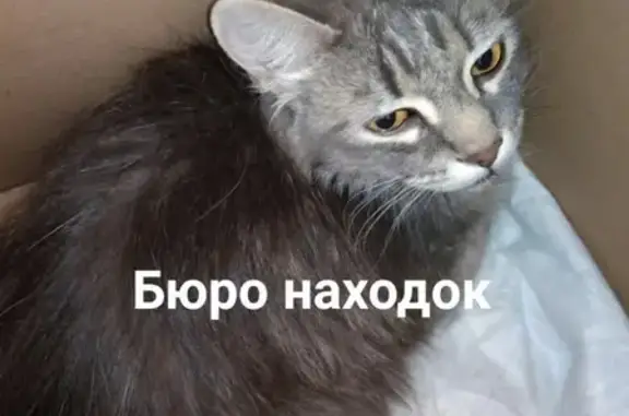 Найдена кошка на Чеснокова, ищем хозяев