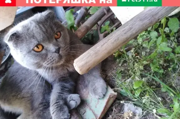 Найдена кошка в Наро-Фоминске, Московская обл.