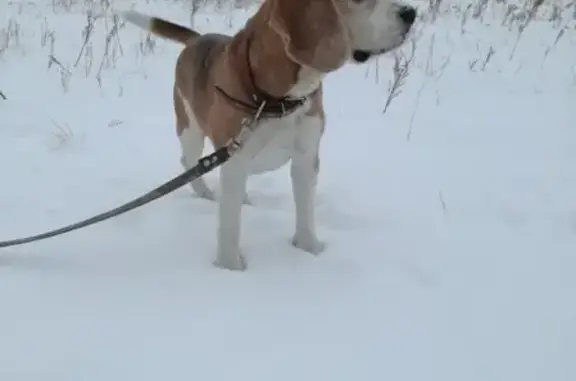 Пропал бигль Джексон в Омске, помогите найти!