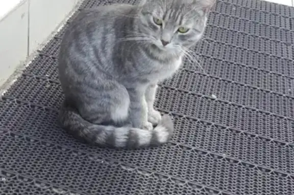 Найдена ручная кошка на ул. Болотникова, Казань