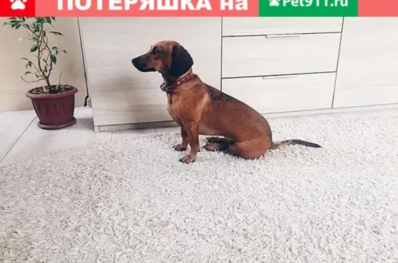 Пропала собака «Сиси» в с. Малоенисейское, Бийский район, Алтайский край