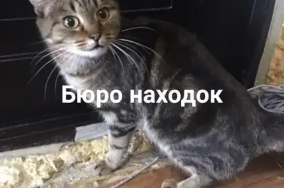 Кошка найдена на пр. Московский, Архангельск.