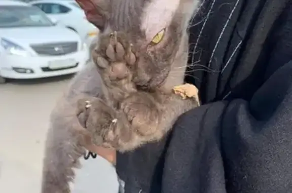 Найдена кошка на Волгоградском проспекте в Москве