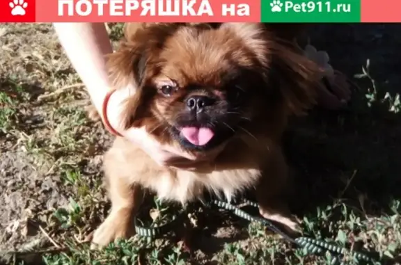 Найдена собака в Волгодонске!
