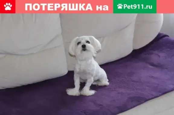 Пропала собака Прокси, район Стахановская-Чернышевского, вознаграждение.