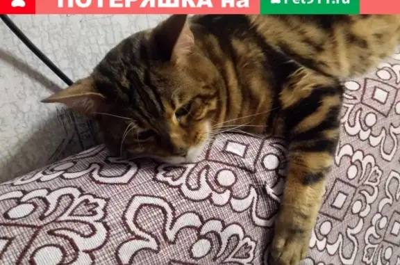 Пропал кот бенгал в Красноярске на ул. Парашютной, 21