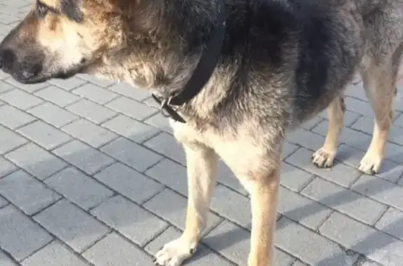 Найдена собака в парке Гагарина, Челябинск