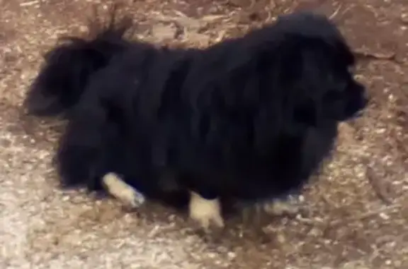 Пропала собака Бадди в районе Шах-тау, Стерлитамак, Республика Башкортостан