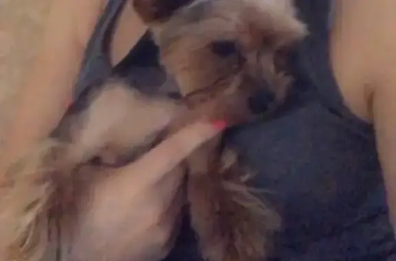 Собаки потеряшки, Нижний Новгород, фото: Потеряшка собака в Нижнем Новгороде, ул. Агрономическая, йоркширский терьер мини, черно-серый окрас.