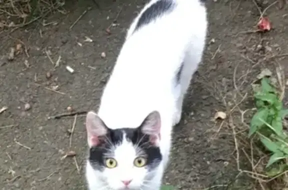 Найдена кошка на ул. Свободы, 6 в Краснодаре