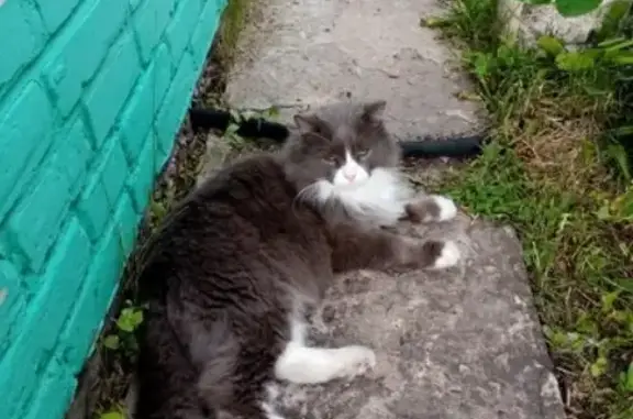 Пропала кошка Кот на пр. Степана Разина, 26