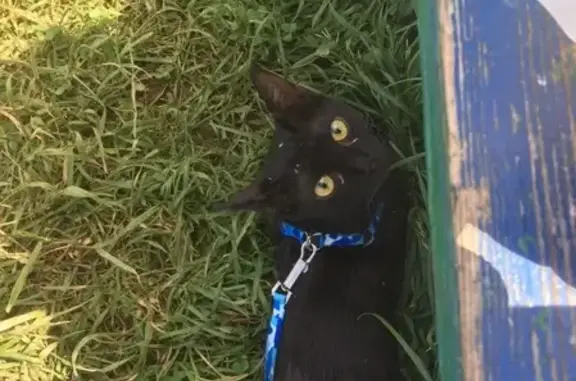 Пропала кошка в Тучково, чёрная Кошечка Люся, большие глаза.