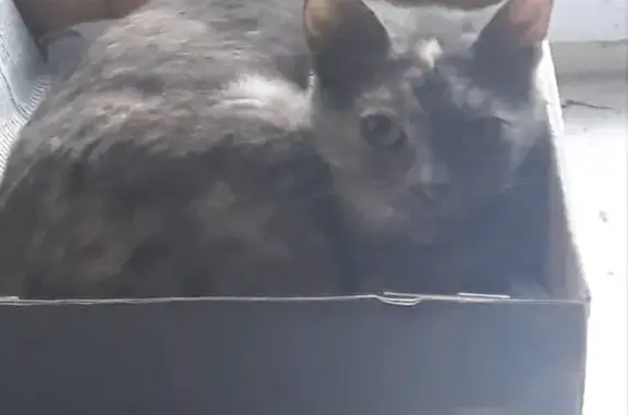 Найдена кошка на ул. Гагарина в Жуковском