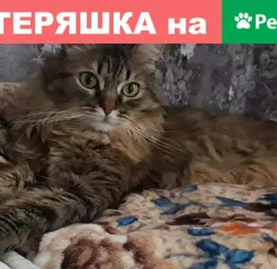 Пропала кошка возле пл. Д.Донского д5, Дзержинский, Московская обл.
