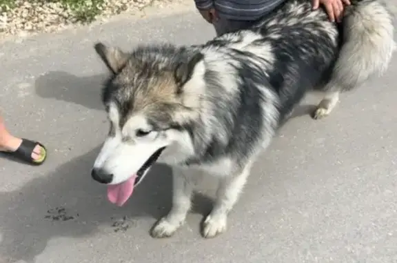 Собака найдена на Городке, Павловский Посад!