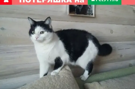 Пропала кошка в Боталово-2, Красногорка. Вознаграждение за информацию.