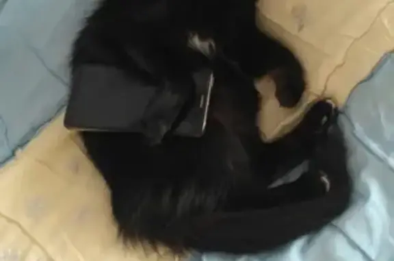 Пропала черная кошка с белым галстуком в Магнитогорске