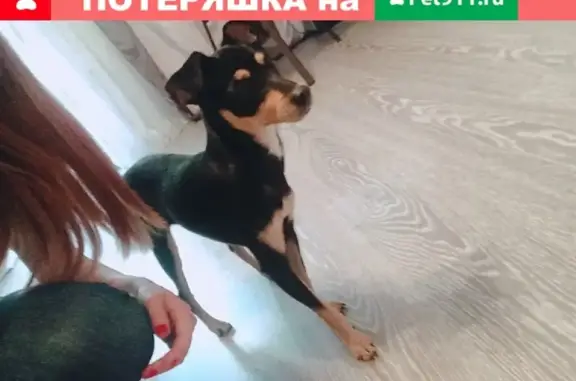 Найдена собака в Иркутске, ищу старых хозяев.