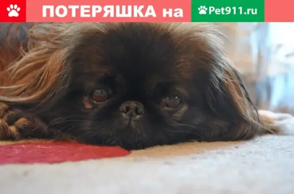 Пропала собака в Белово, дома 80-79, кличка Федя