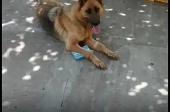 Пропала собака на ул. Суворова в Мостовском