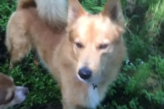 Найдена собака в Мурманске, ищем хозяина