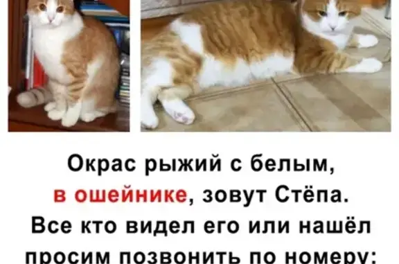 Пропал кот в районе Шумейки, Саратов