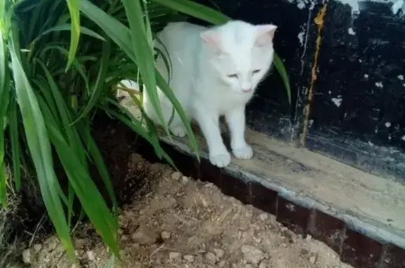 Пропала белая кошка в Зелёных просторах, Арамиль.