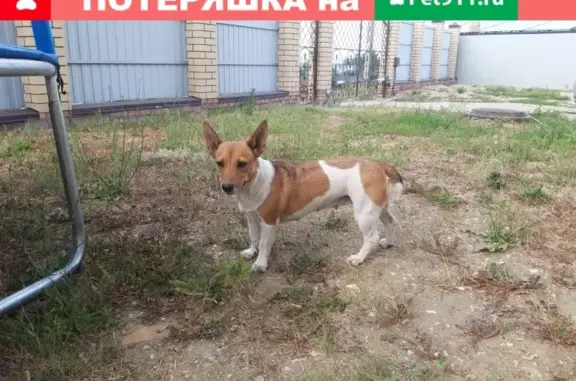 Найдена бело-ражая собака с щенком, ищем хозяина (ул. Воровского, Саратов)