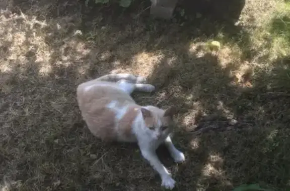 Найдена кошка на 66 улице Тольятти