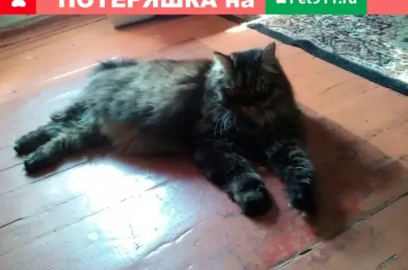 Пропала кошка в Омске, помогите найти! #lostpet #пропала_кошка #Омск