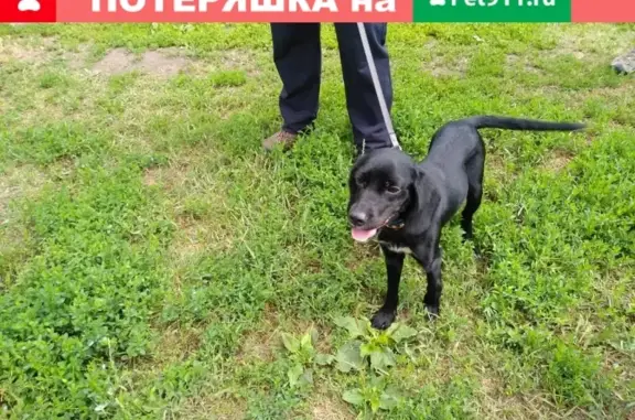 Найдена добрая собака на платформе Покровская