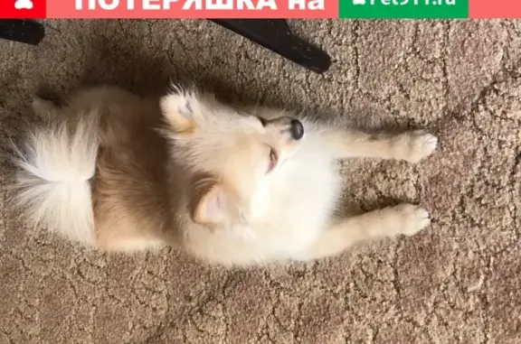 Собака найдена в Одинцовском районе, ищу хозяев