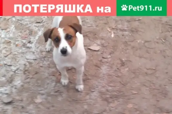 Пропала собака в Обнинске после 18:00