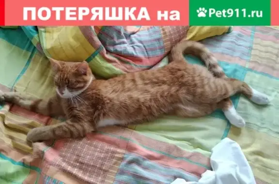 Пропал молодой кот в Талдомском районе МО, вознаграждение