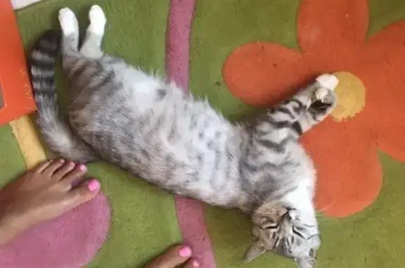 Кошки потеряшки, Ярославль, фото: Потеряшка кошка на улице Батова, Ярославль.