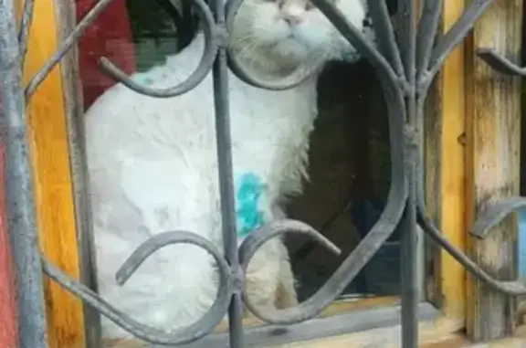 Найден кот в Ногинске с шрамами и клещами.