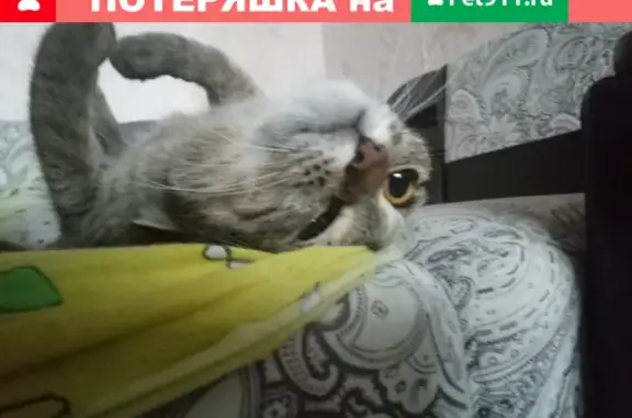 Кошки потеряшки, Новосибирск, фото: Потеряшка кошка Белка на улице Путевая, Новосибирск