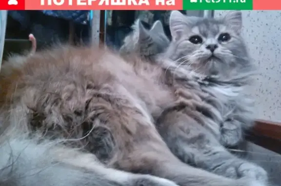 Пропал кот на улице Серова, Батайск, Ростовская область