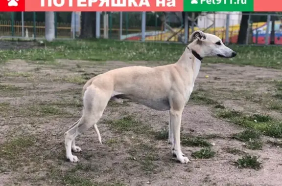 Пропала собака в Сергиево-Посадском районе, дер. Козлово - АКСЕЛЬ, медпомощь нужна!