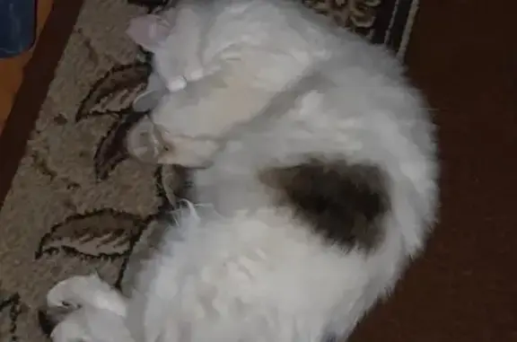 Пропала белая кошка в Балашихе, ул. 3-я Линия, 81