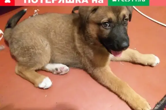 Найден щенок в районе молитовки Н.Новгород