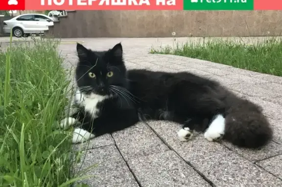Пропала кошка Тимоша в деревне Жуковка, Одинцовский городской округ.