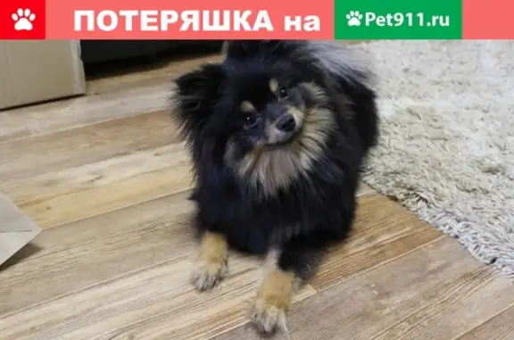Пропала собака Шпиц в Отрадном, Москва