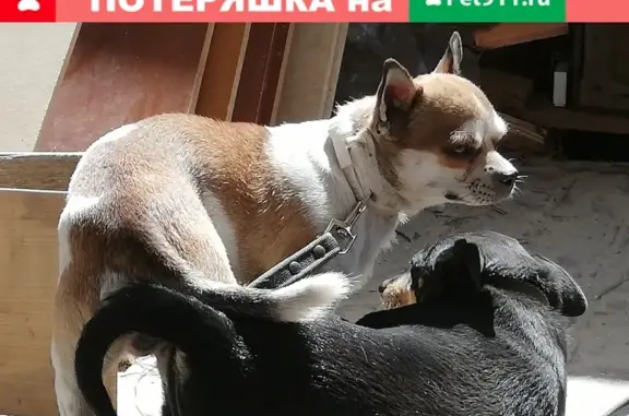 Найдена собака в районе Таврово, звоните на 89102228570