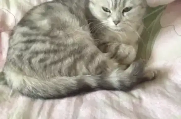 Кошки потеряшки, Москва, фото: Потеряшка кошка Луна на Большой Почтовой, Москва