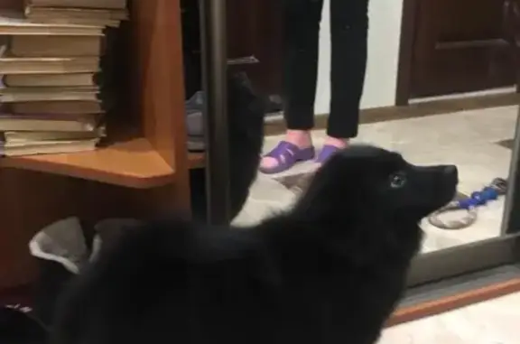 Собаки потеряшки, Москва, фото: Потеряшка собака на улице Фабрициуса, Москва