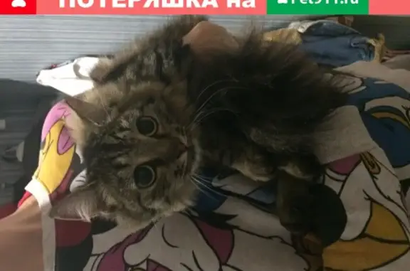 Найдена худая кошка на ул. Ивана Захарова, 13