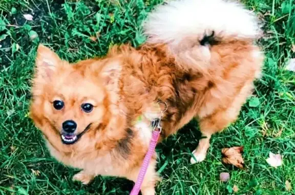 Найдена собака, Москва, фото: Найдена рыжая собачка в парке Сокольники